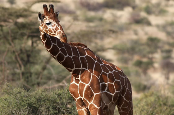 4 Days Samburu and Masai Mara Air Safari from Nairobi